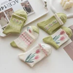 Premium Tulip (Pack of 5)